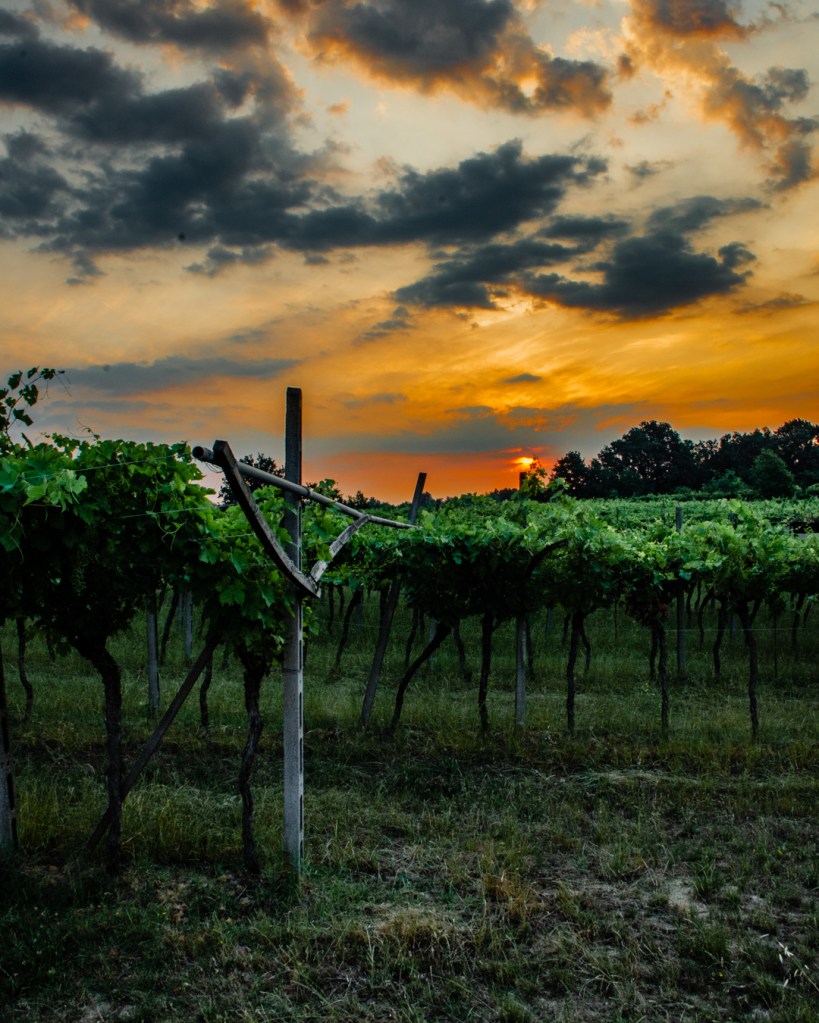 Vigna battaia guglielmini