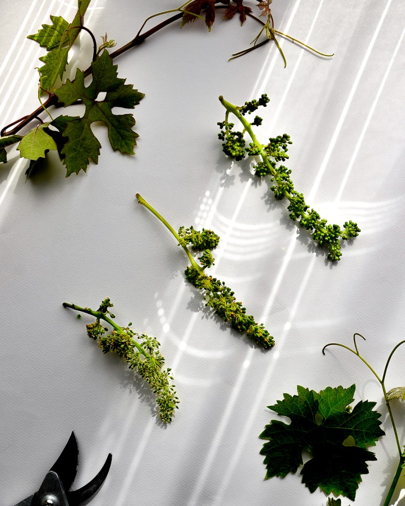 Fasi della fioritura grappolo uva