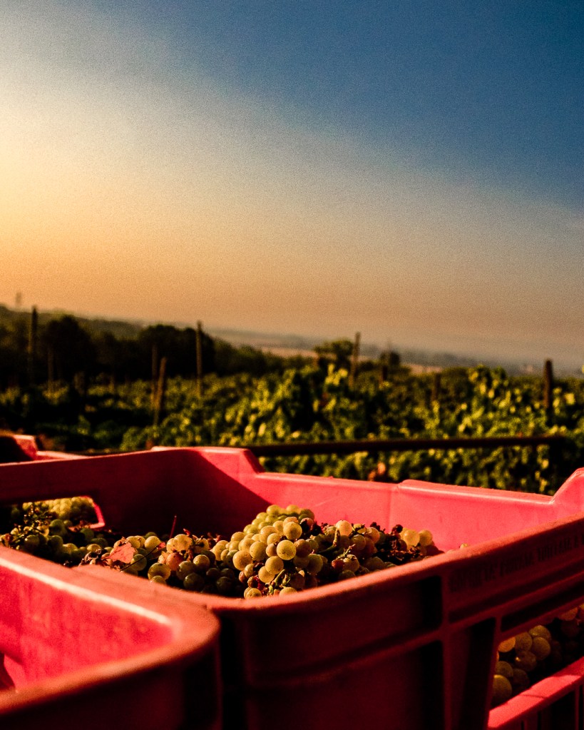 Raccolta chardonnay settembre 2023 guglielmini Luca Sette